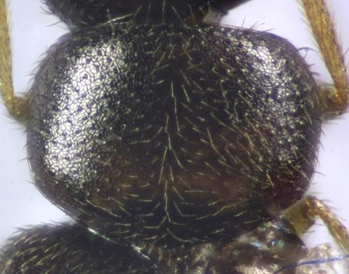 Atheta sp.